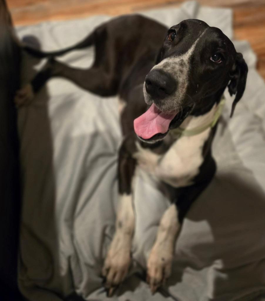 Phoebe, Adoptable, Adult Female Great Dane.