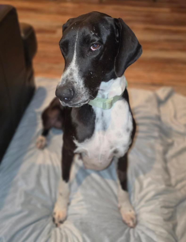 Enlarge Phoebe, a Adoptable Great Dane in Brenham, TX image 2/6