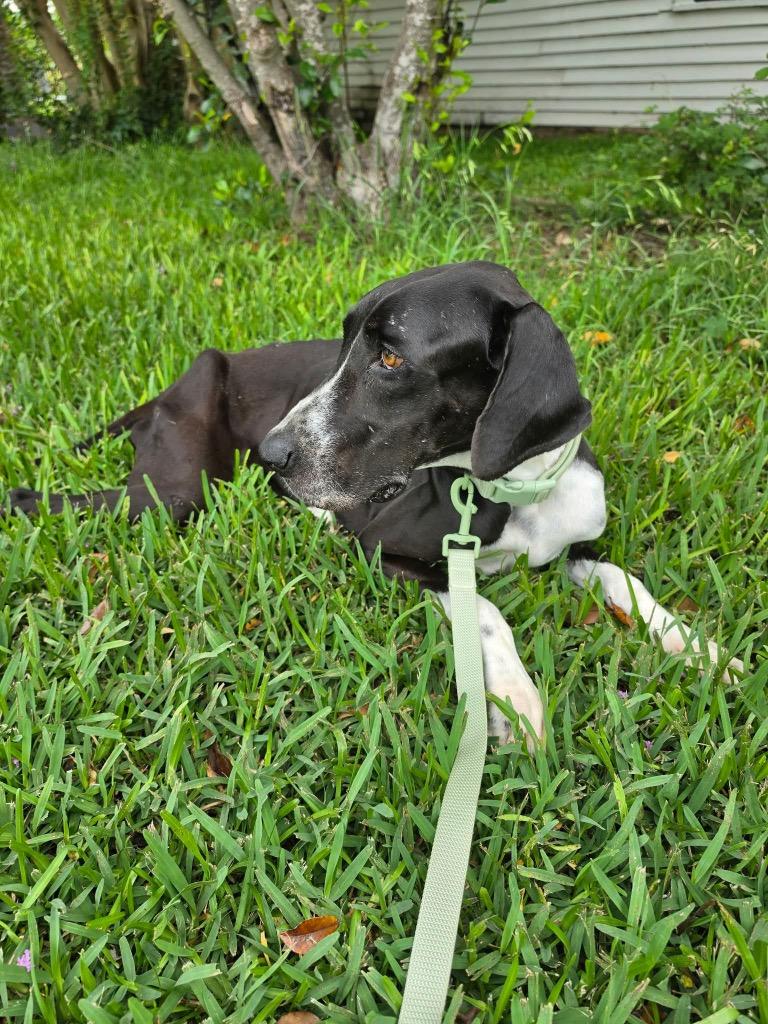 Enlarge Phoebe, a Adoptable Great Dane in Brenham, TX image 3/6