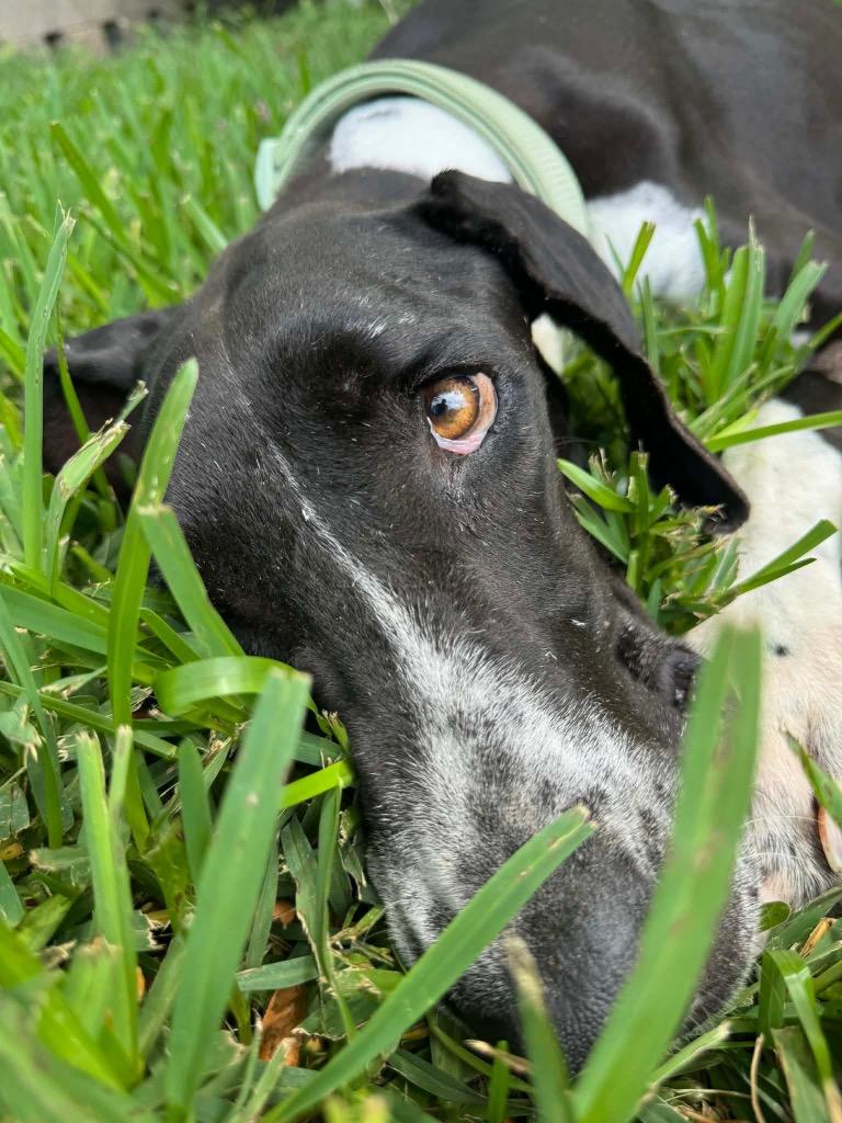 Enlarge Phoebe, a Adoptable Great Dane in Brenham, TX image 4/6