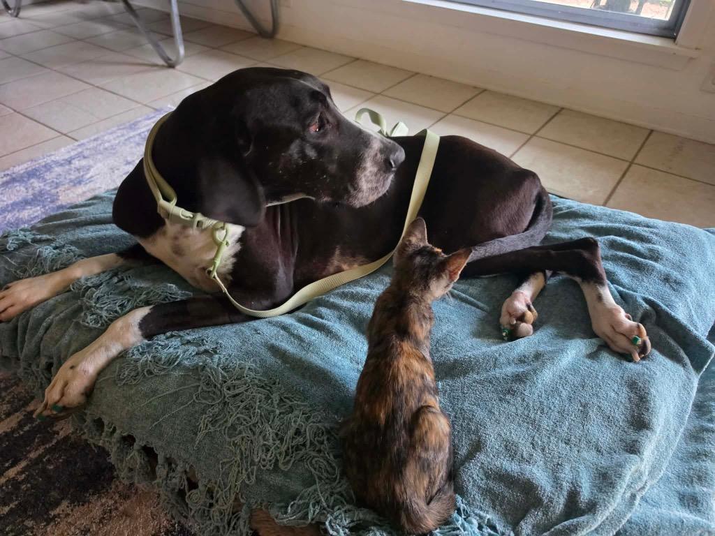 Enlarge Phoebe, a Adoptable Great Dane in Brenham, TX image 5/6