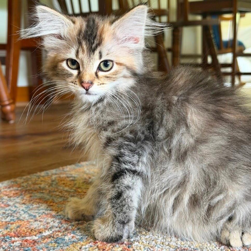 Pearl (2026), Adopted, Kitten Female Calico & Domestic Long Hair.
