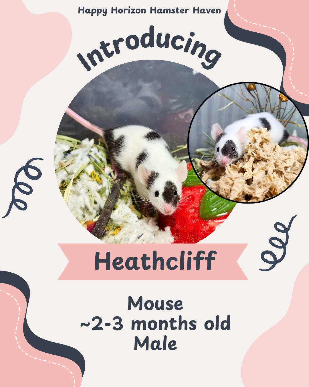Heathcliff , ADOPTABLE, Baby Male Mouse.
