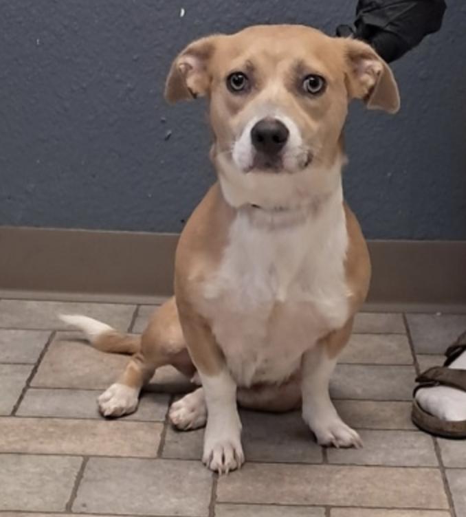 Enlarge Penny, a Adopted mixed breed in Hollister, MO image 1/2