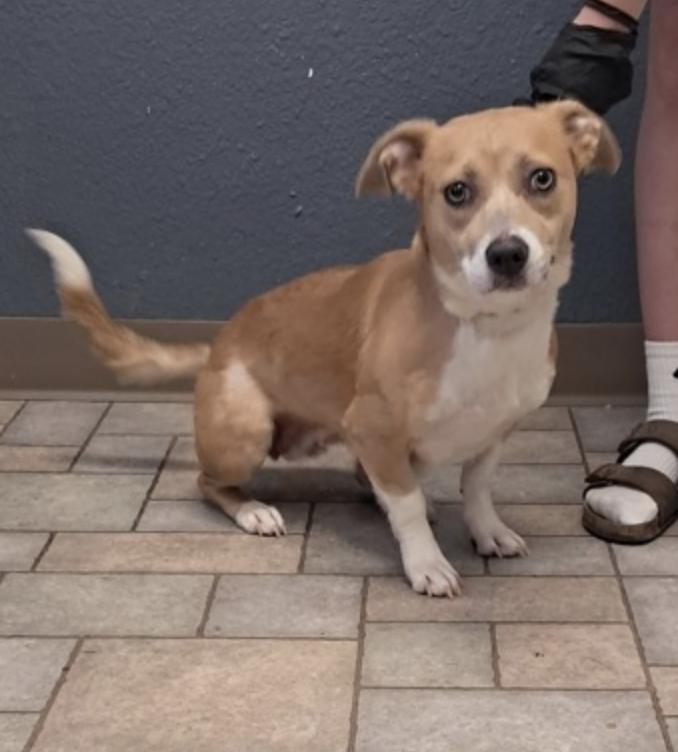 Enlarge Penny, a Adopted mixed breed in Hollister, MO image 2/2