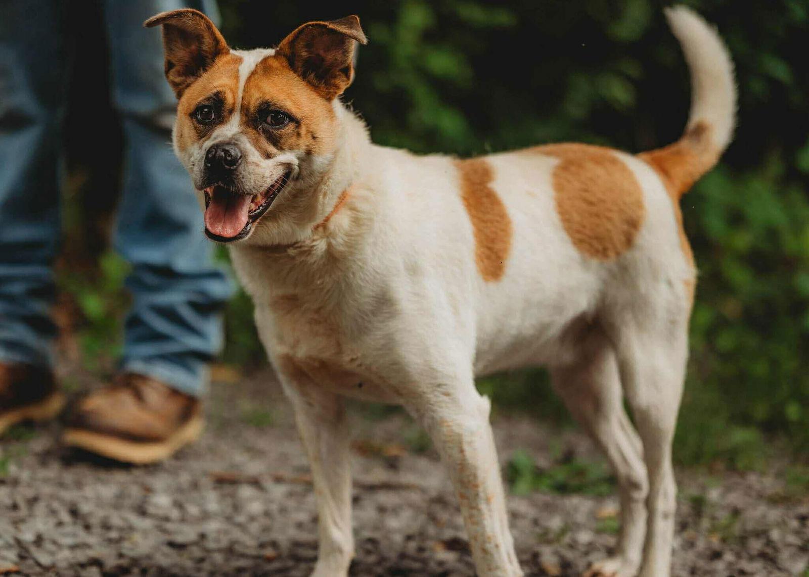 Memphis, a Adoptable mixed breed in Lewistown, PA image 1/3