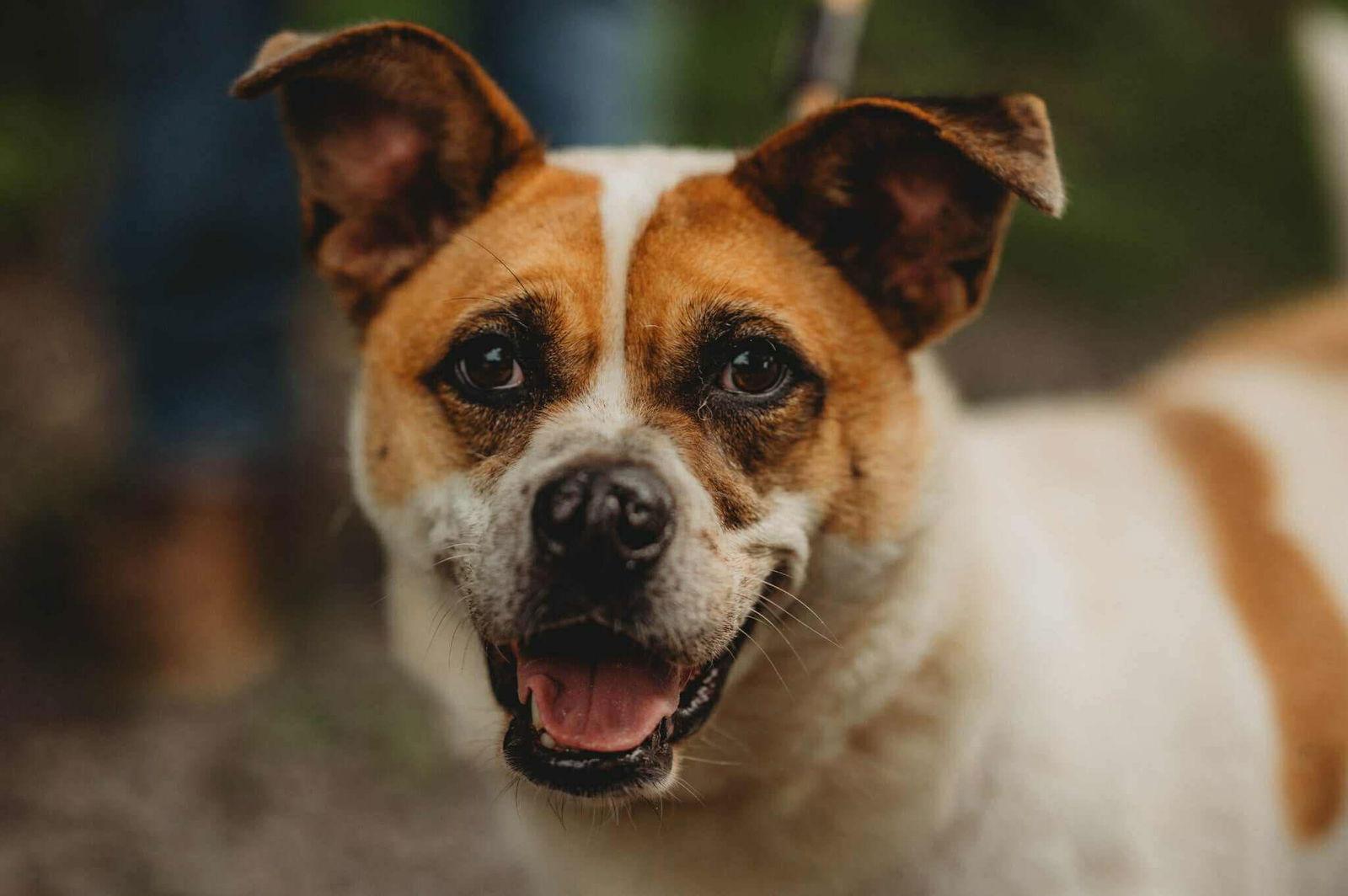 Memphis, a Adoptable mixed breed in Lewistown, PA image 2/3
