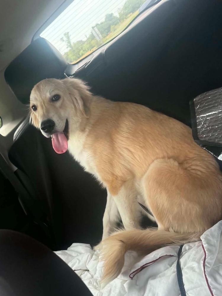 26-099 Frannie, Adoptable, Puppy Female Great Pyrenees & Golden Retriever.