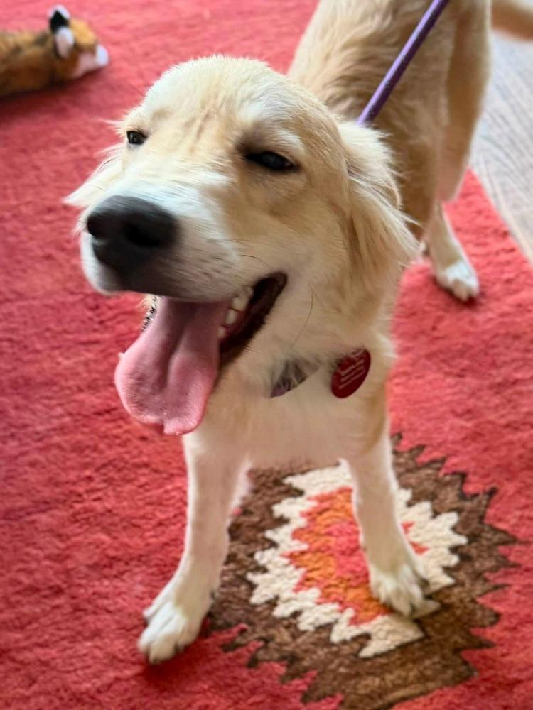 Enlarge 26-099 Frannie, a Adoptable mixed breed in Richardson, TX image 2/6