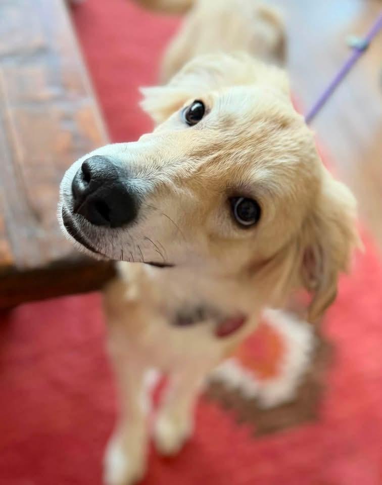Enlarge 26-099 Frannie, a Adoptable mixed breed in Richardson, TX image 4/6