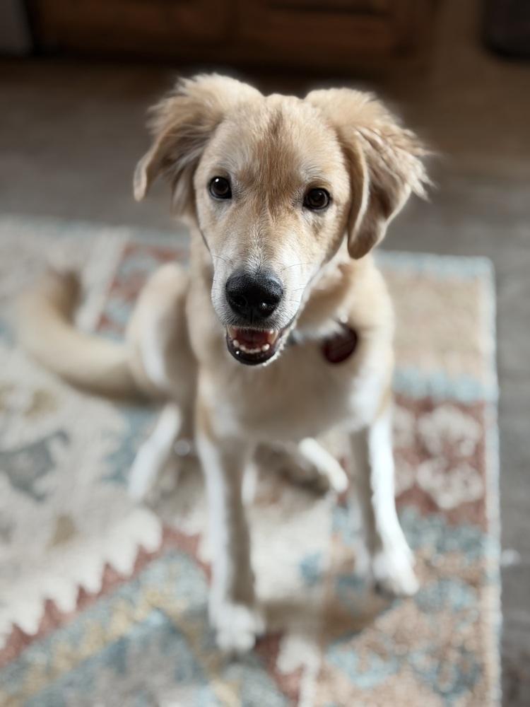 Enlarge 26-099 Frannie, a Adoptable mixed breed in Richardson, TX image 5/6