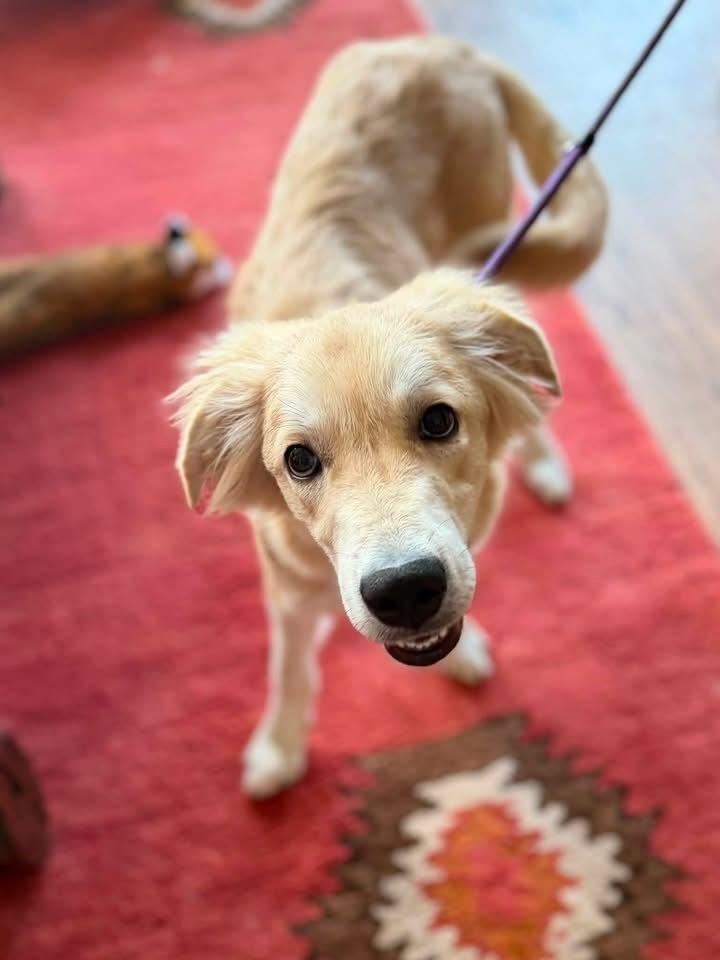 Enlarge 26-099 Frannie, a Adoptable mixed breed in Richardson, TX image 6/6