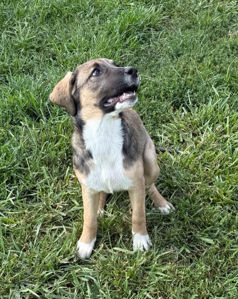 Enlarge SANDY, a Adopted mixed breed in Moberly, MO image 1/5