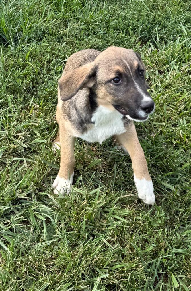 Enlarge SANDY, a Adopted mixed breed in Moberly, MO image 2/5