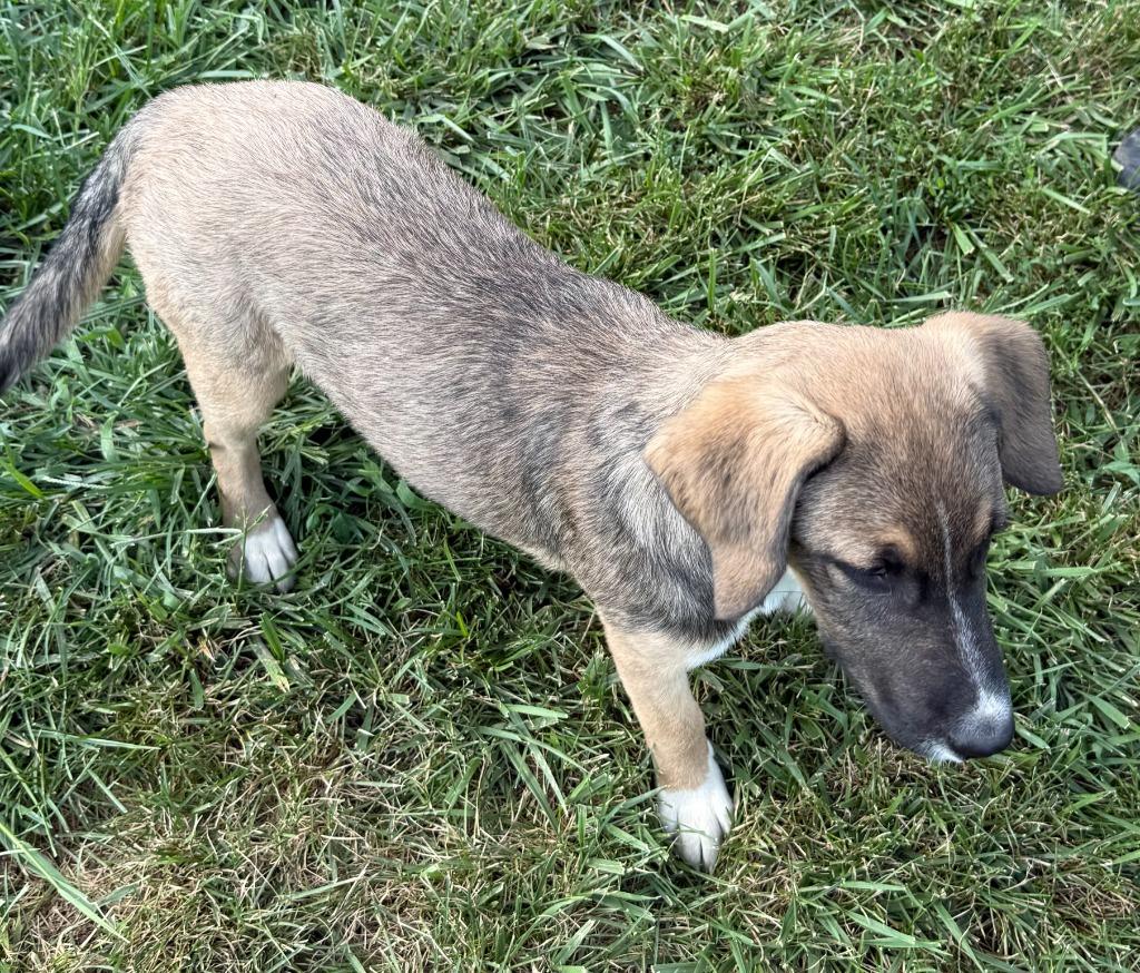Enlarge SANDY, a Adopted mixed breed in Moberly, MO image 3/5
