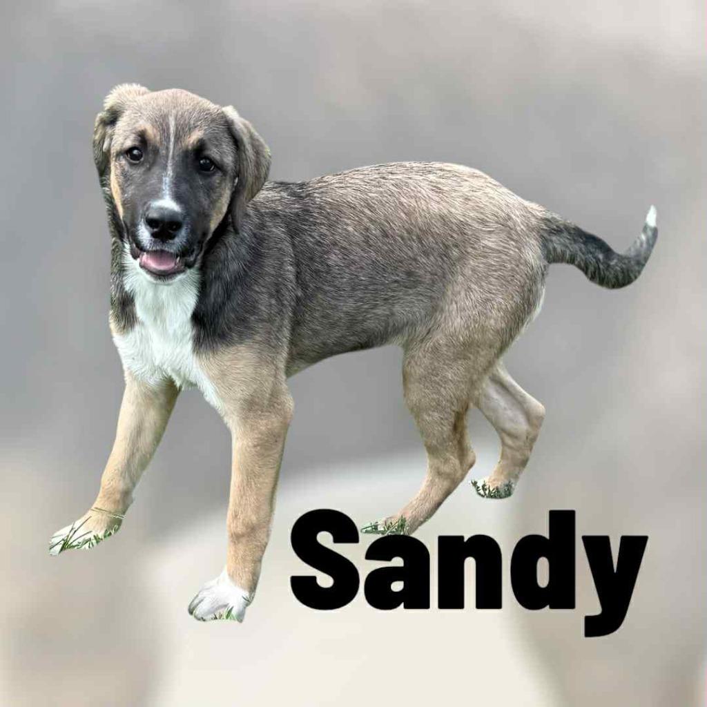 Enlarge SANDY, a Adopted mixed breed in Moberly, MO image 5/5