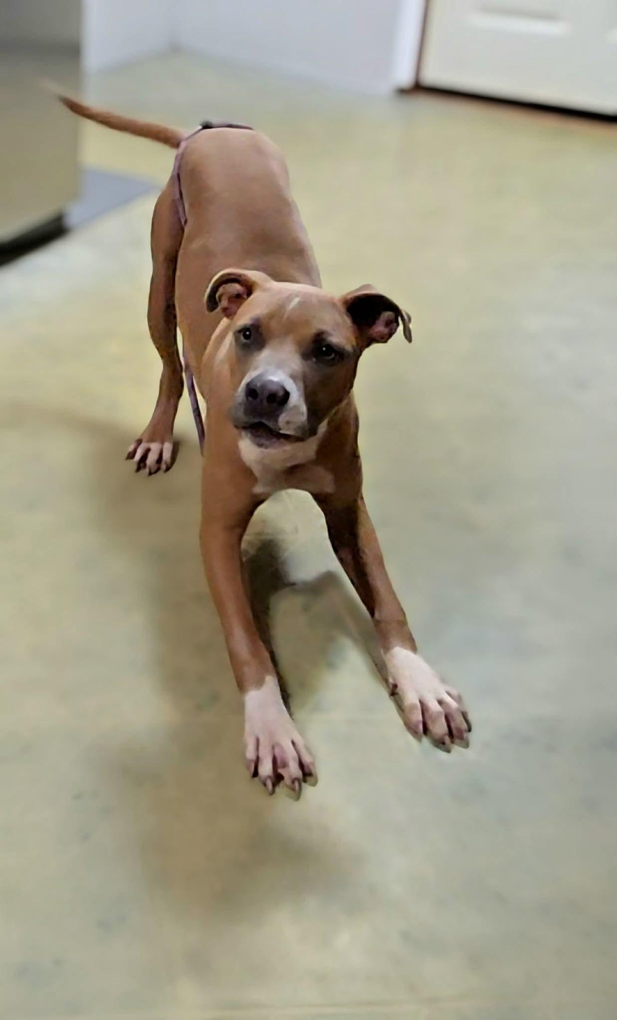 Enlarge Goofy, a Adoptable mixed breed in Carmel, NY image 5/5