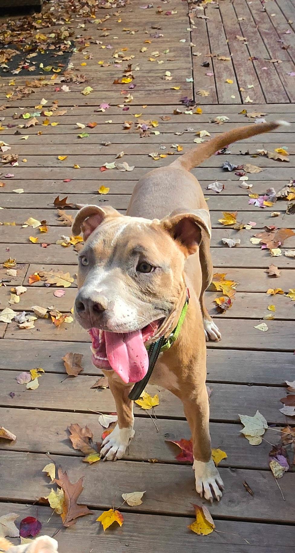 Goofy, Adoptable, Young Male Pit Bull Terrier & American Staffordshire Terrier.