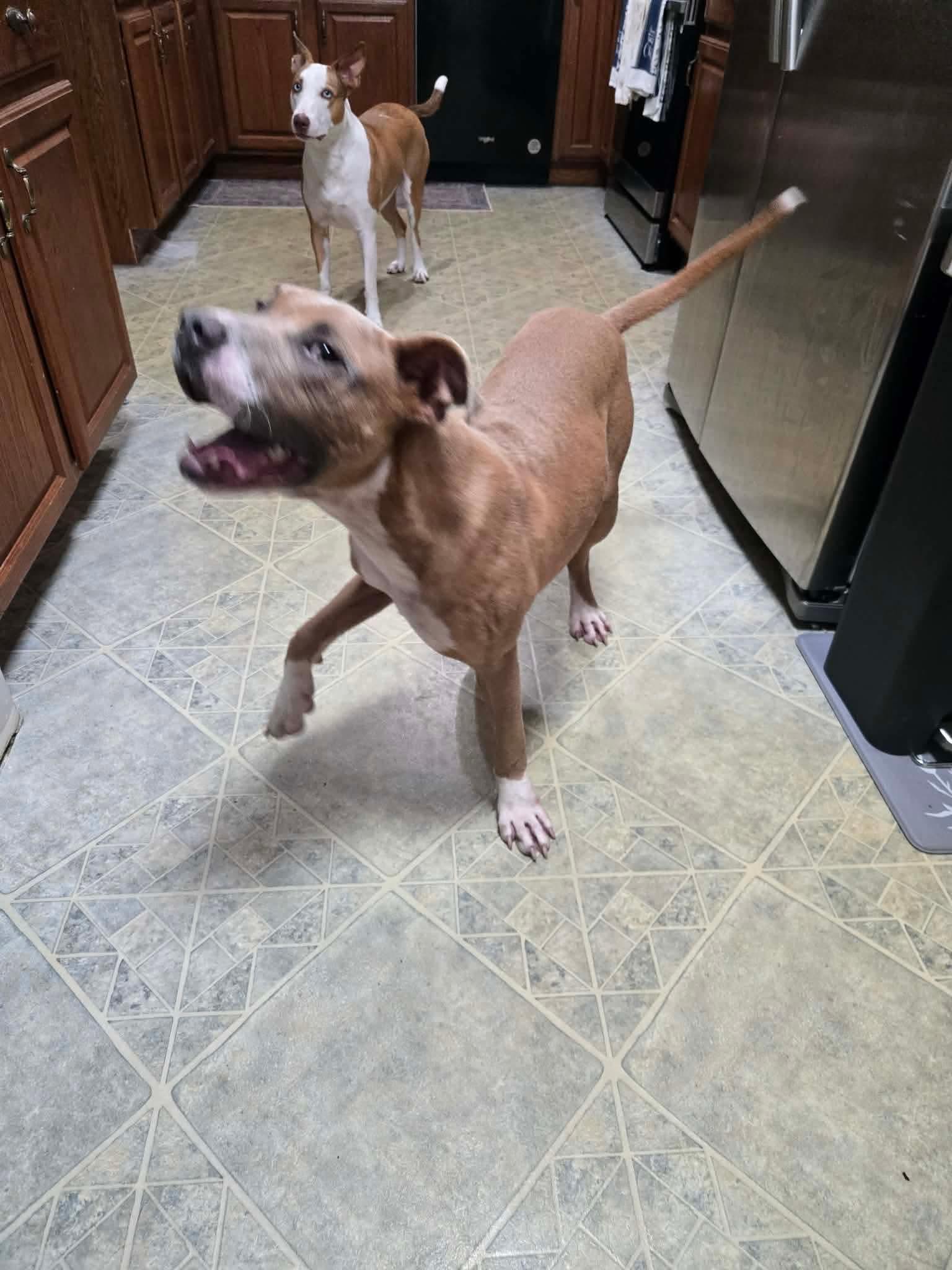 Enlarge Goofy, a Adoptable mixed breed in Carmel, NY image 4/5