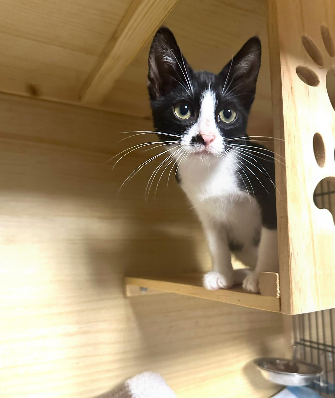 Junior, adopted, Young Male Domestic Short Hair.