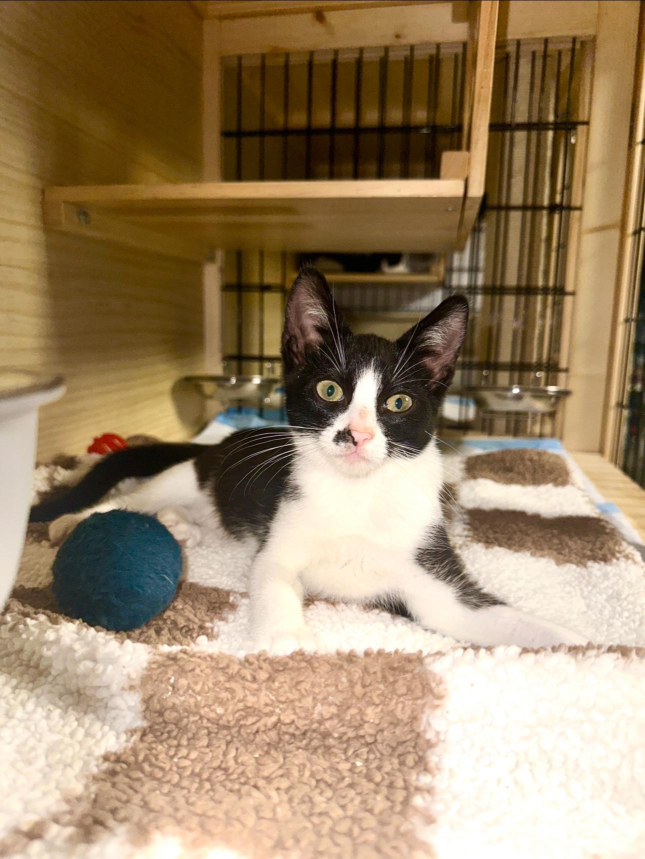 Junior, a Adoptable Domestic Short Hair image 2/3