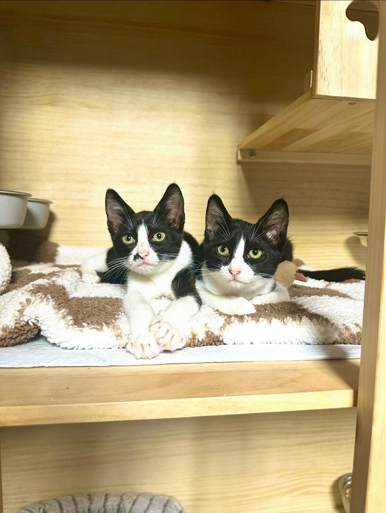 Junior, a Adoptable Domestic Short Hair image 3/3