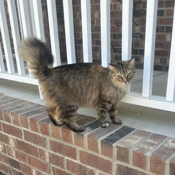 Zoey - BARN CAT, a Adopted Domestic Medium Hair in LITTLE MOUNTAIN, SC image 1/2