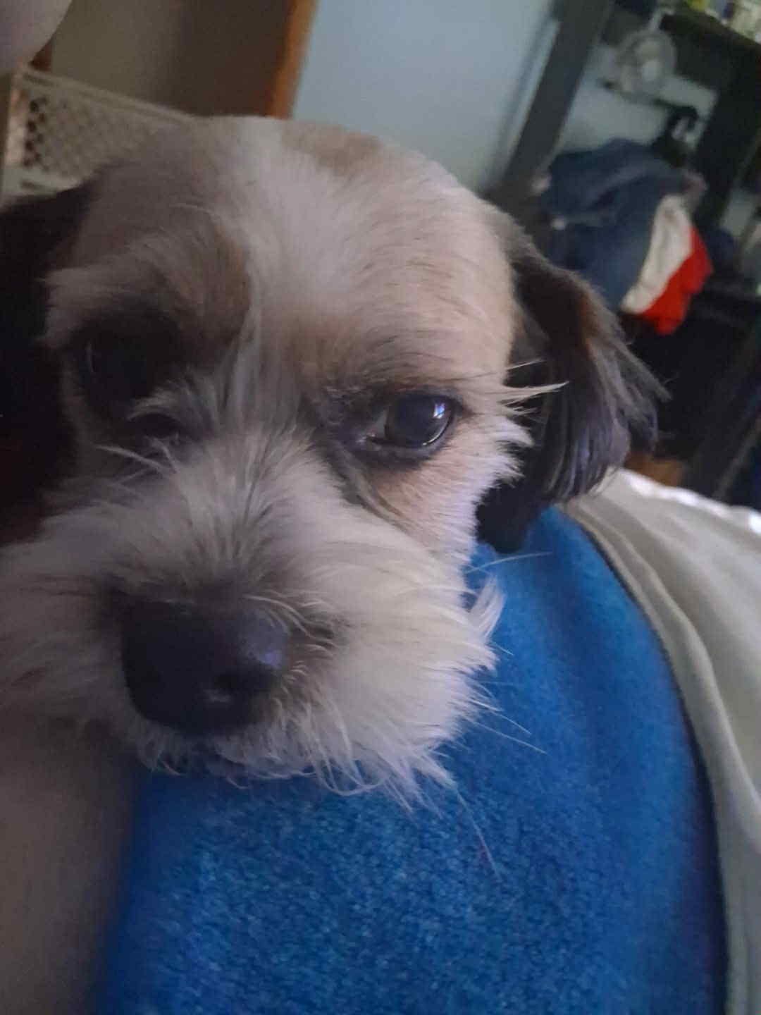 Fuzzy, Adoptable, Young Male Shih Tzu.