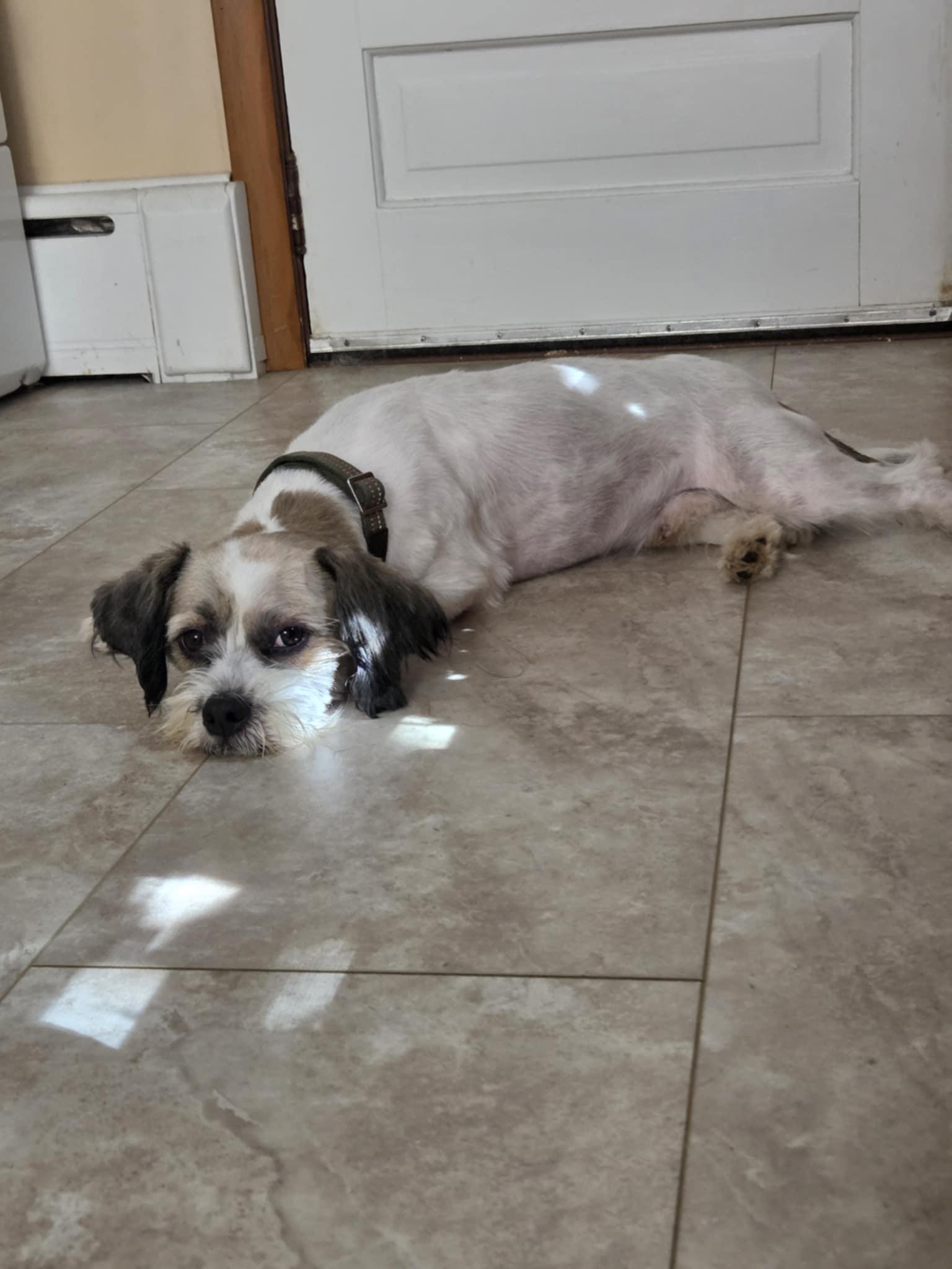 Enlarge Fuzzy, a Adoptable mixed breed in New Milford, CT image 2/5