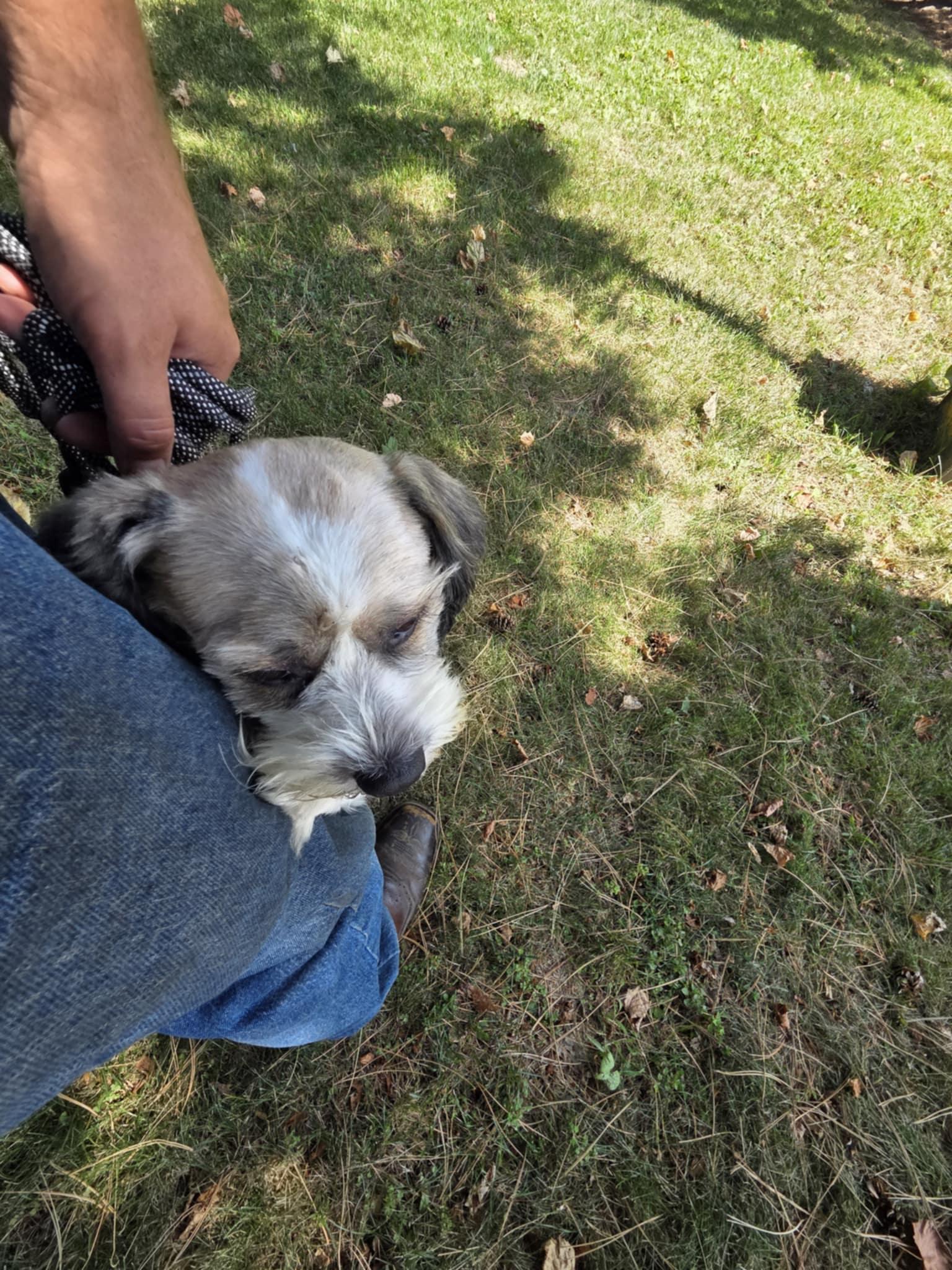 Enlarge Fuzzy, a Adoptable mixed breed in New Milford, CT image 3/5