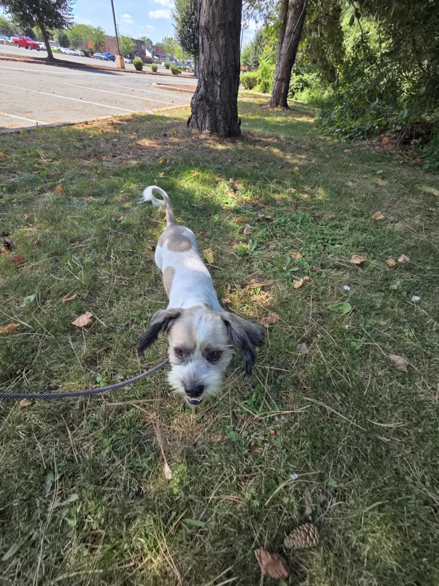 Enlarge Fuzzy, a Adoptable mixed breed in New Milford, CT image 4/5