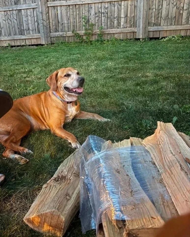 Enlarge Granny Gatewood, a ADOPTABLE Mixed Breed in De Pere, WI image 3/3