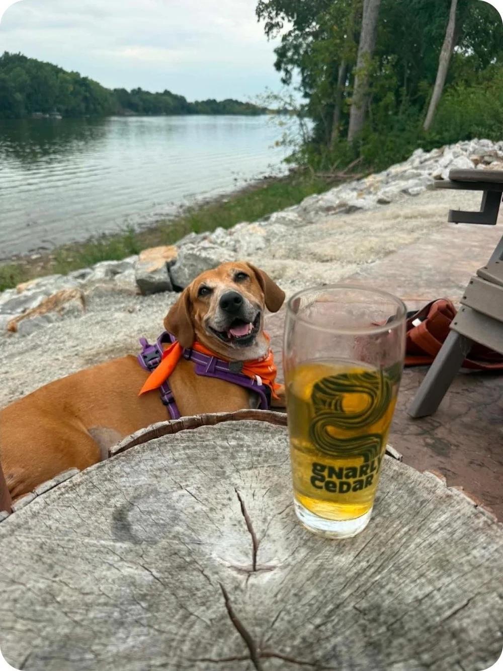 Enlarge Granny Gatewood, a ADOPTABLE Mixed Breed in De Pere, WI image 2/3