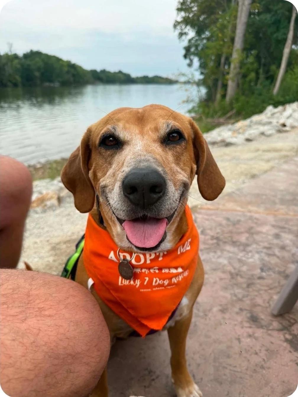 Granny Gatewood, ADOPTABLE, Senior Female Mixed Breed.