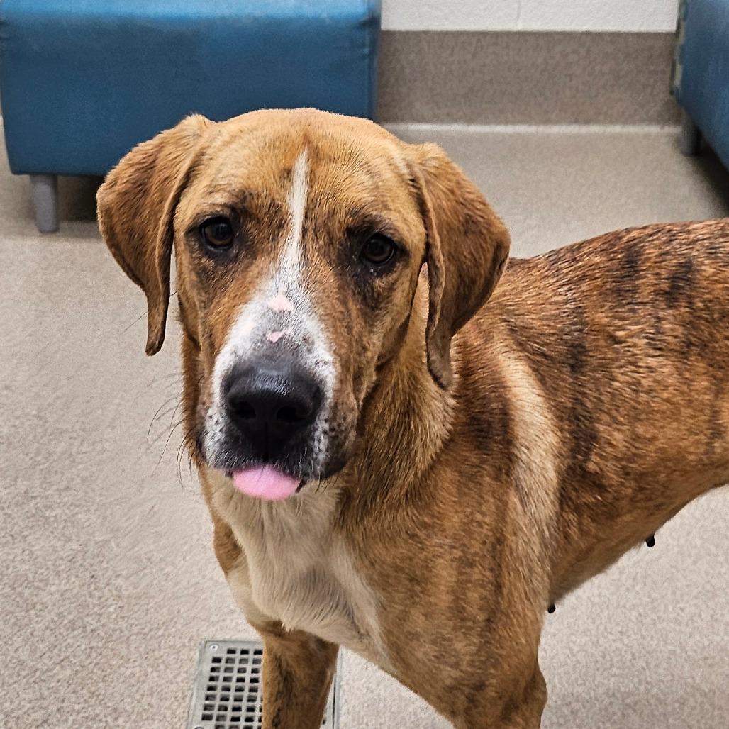 Strawberry, Adoptable, Adult Female Hound.
