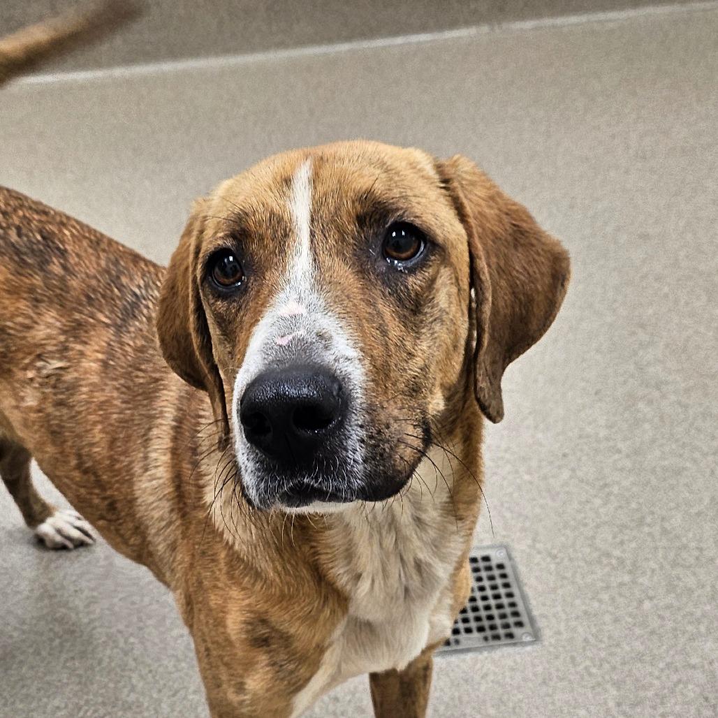 Enlarge Strawberry, a Adoptable Hound in Chatham, VA image 2/3