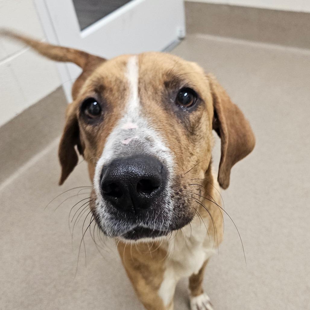 Enlarge Strawberry, a Adoptable Hound in Chatham, VA image 3/3