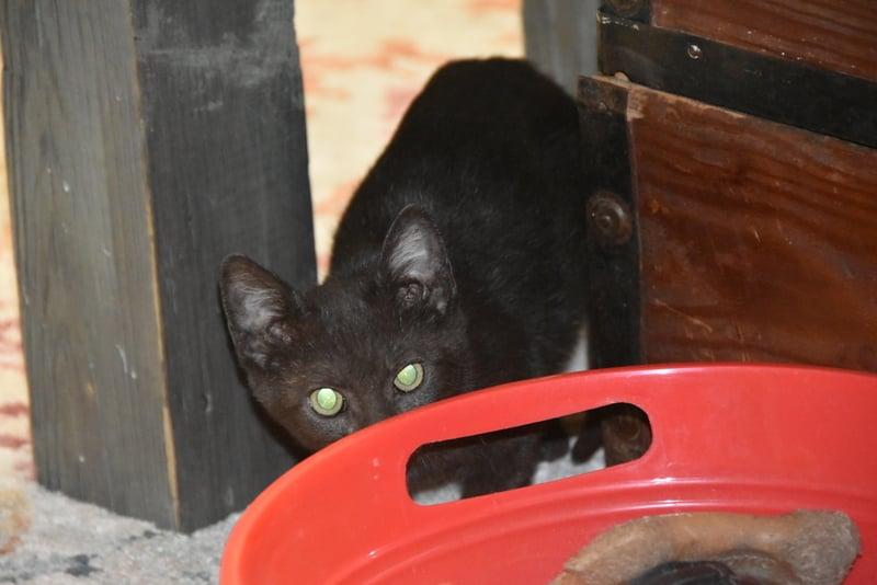 Finola (Lisa-Fostered in New England) photo 2