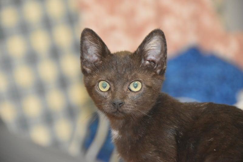 Finola (Lisa-Fostered in New England)