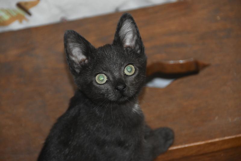 Finola (Lisa-Fostered in New England) photo 3