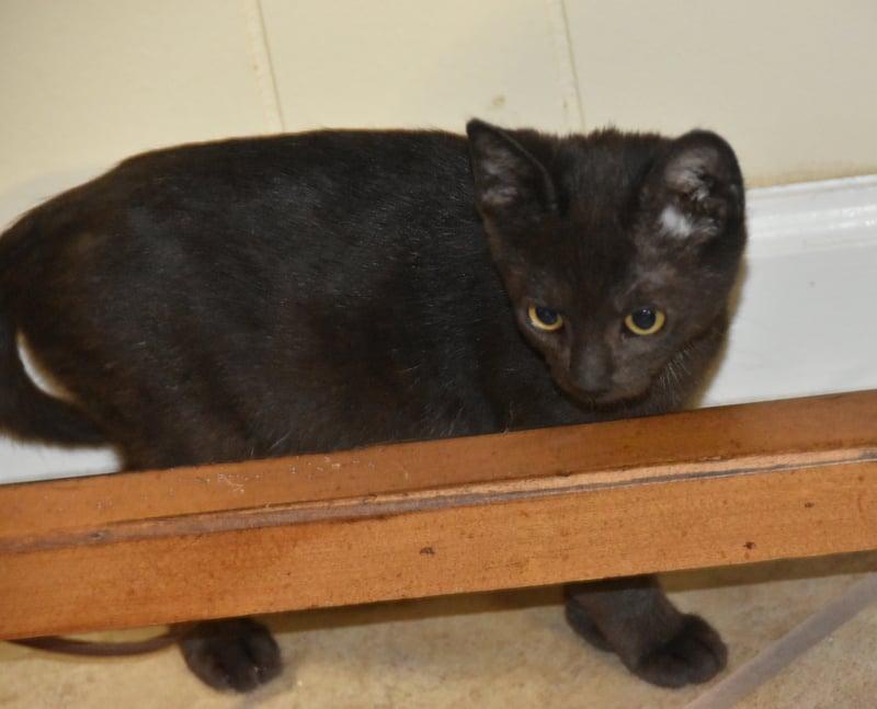 Finola (Lisa-Fostered in New England) photo 4
