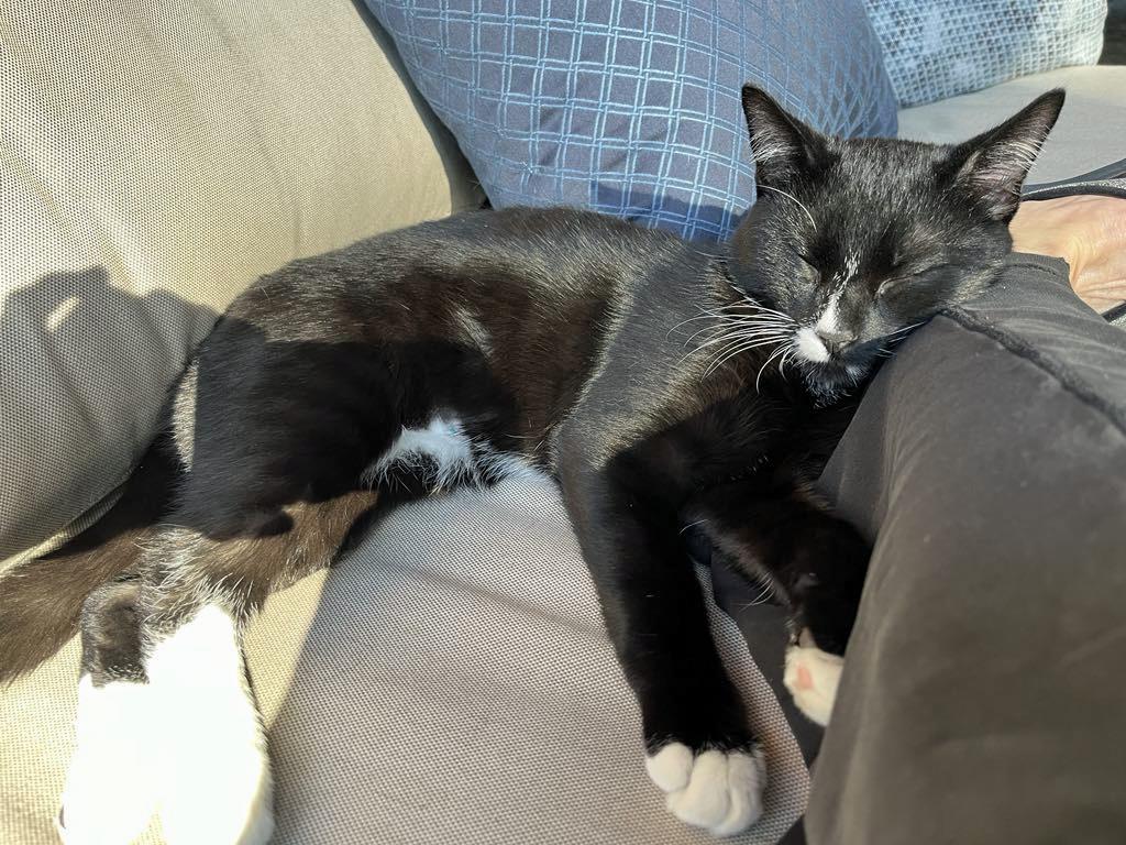 Enlarge Blaze, a Adoptable Tuxedo in Marion, NC image 2/6