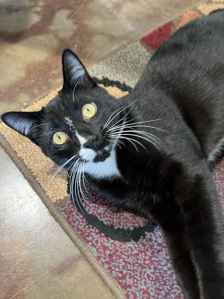 Enlarge Blaze, a Adoptable Tuxedo in Marion, NC image 3/6