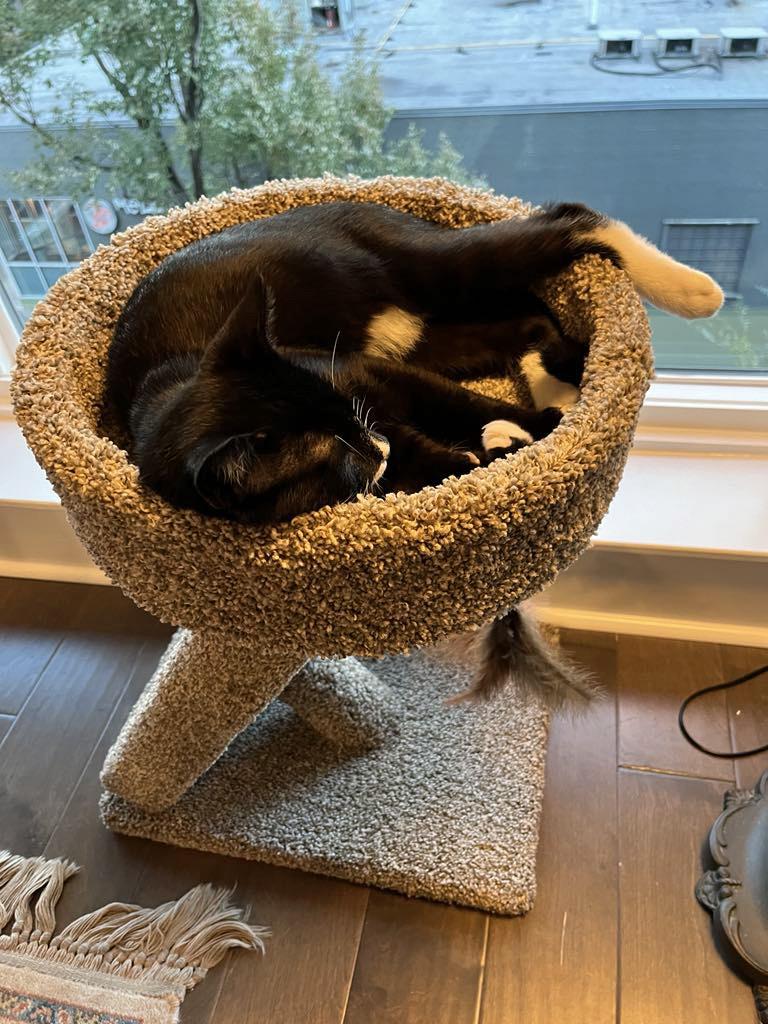 Enlarge Blaze, a Adoptable Tuxedo in Marion, NC image 4/6