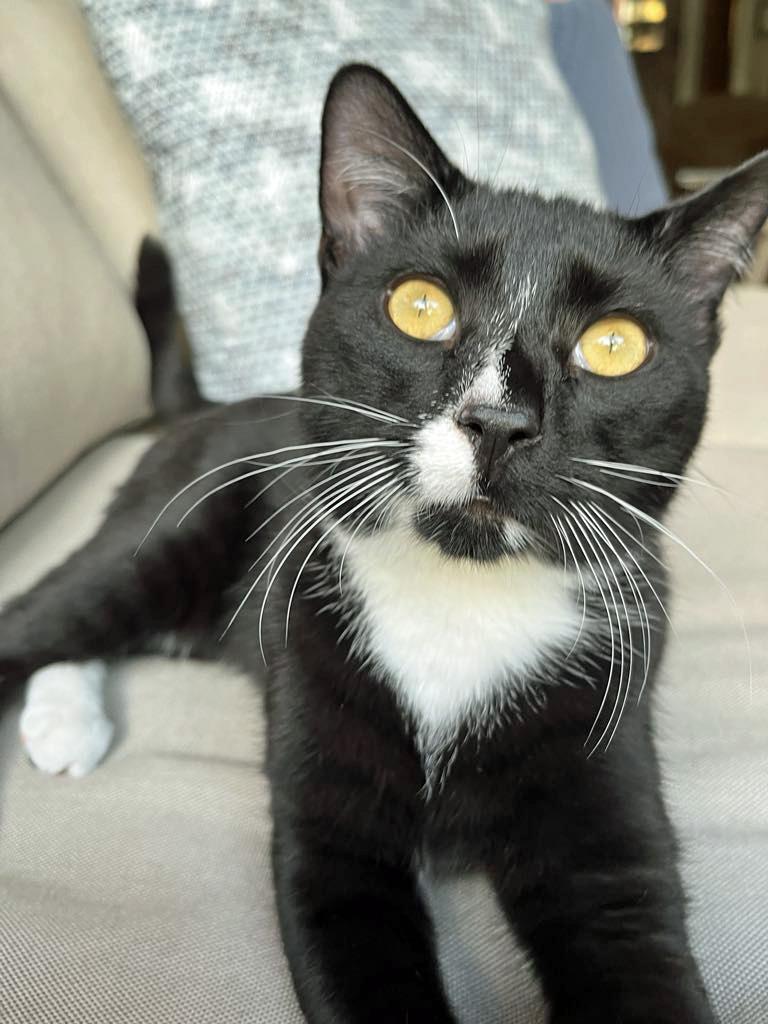 Enlarge Blaze, a Adoptable Tuxedo in Marion, NC image 5/6