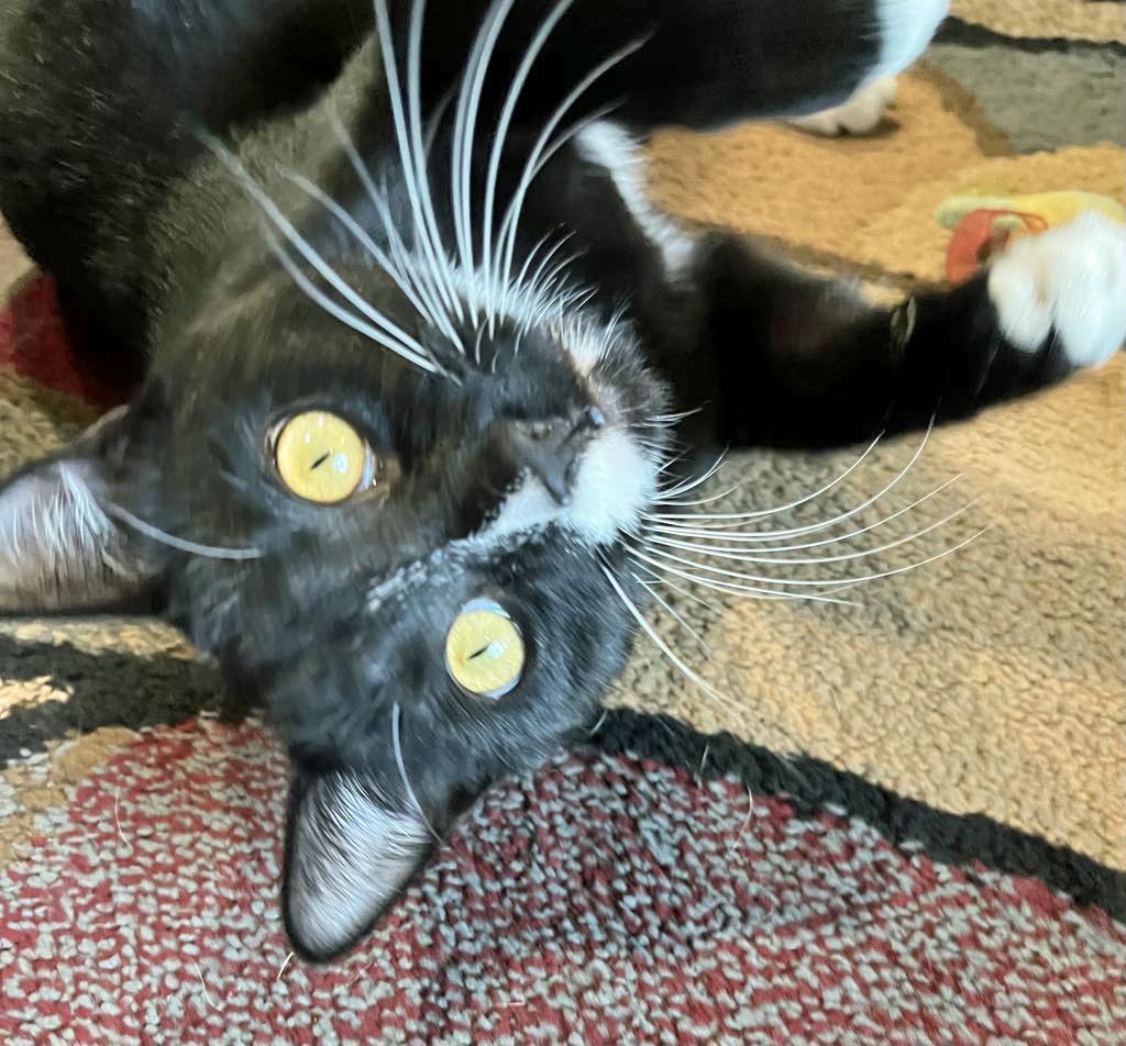 Enlarge Blaze, a Adoptable Tuxedo in Marion, NC image 6/6