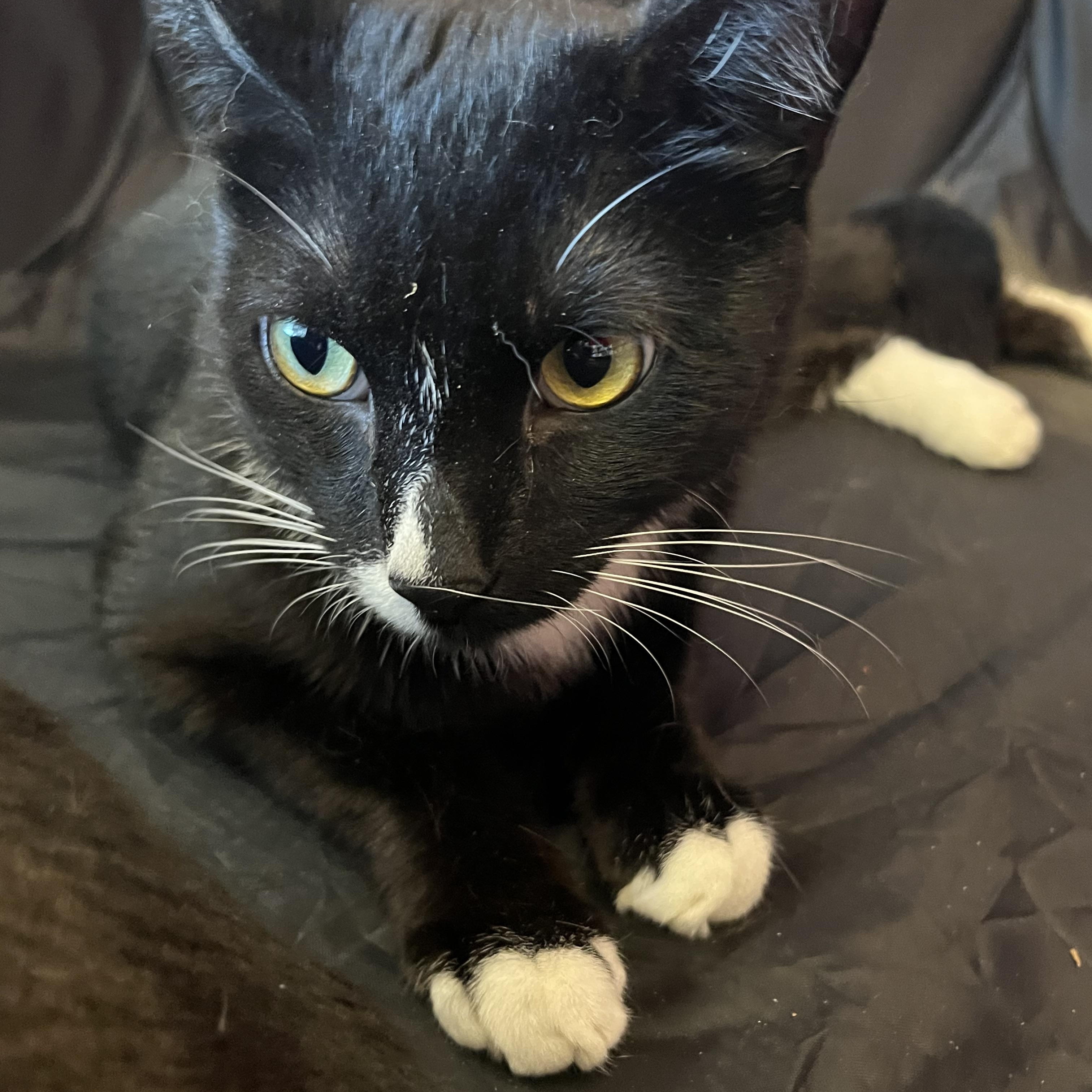 Blaze, Adoptable, Young Male Tuxedo.