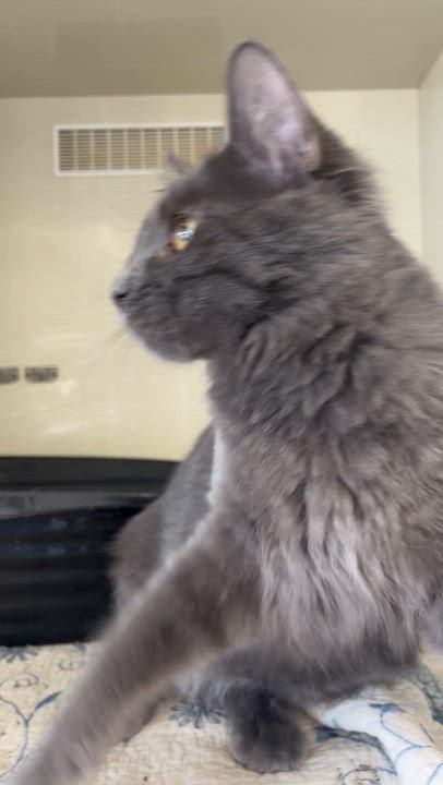 Enlarge Dusty, an adopted Domestic Medium Hair in Moline, IL video 2/2