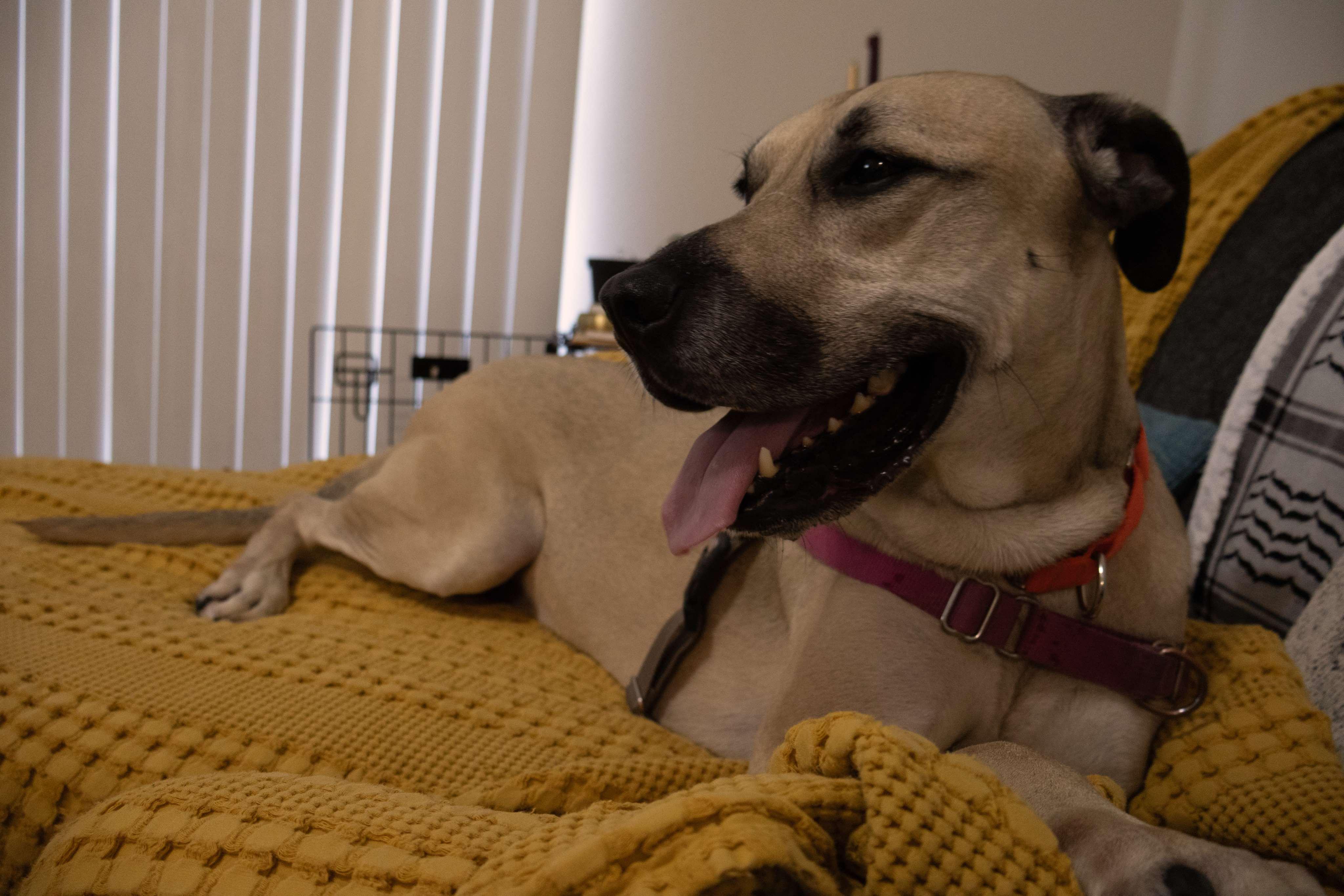 Socrates, an adoptable Black Mouth Cur in BUTTE, MT, 59701 | Photo Image 6