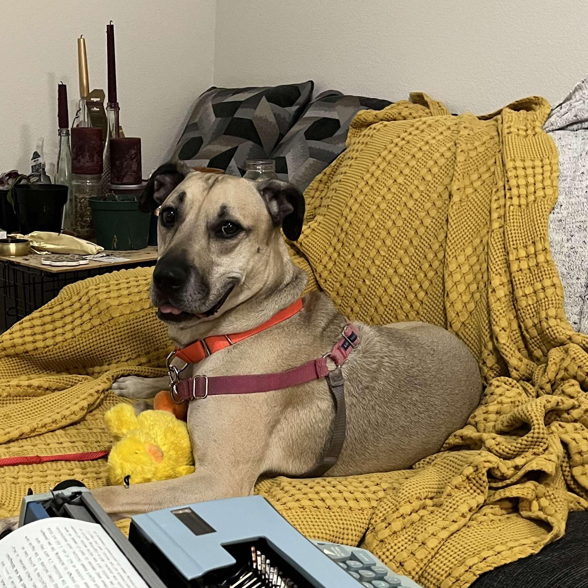 Socrates, an adoptable Black Mouth Cur in BUTTE, MT, 59701 | Photo Image 1
